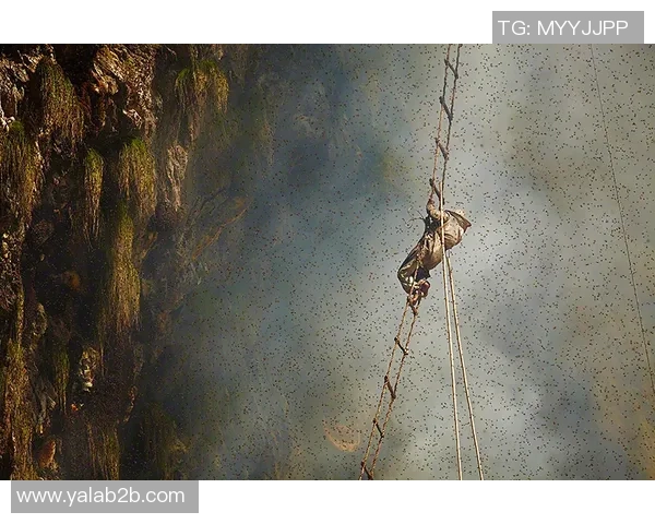 上海攀岩队防守革新之路探索与实践的全景分析